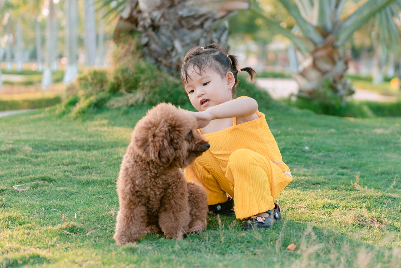 Best Low-Shedding Dog Breed for Kids - poodle