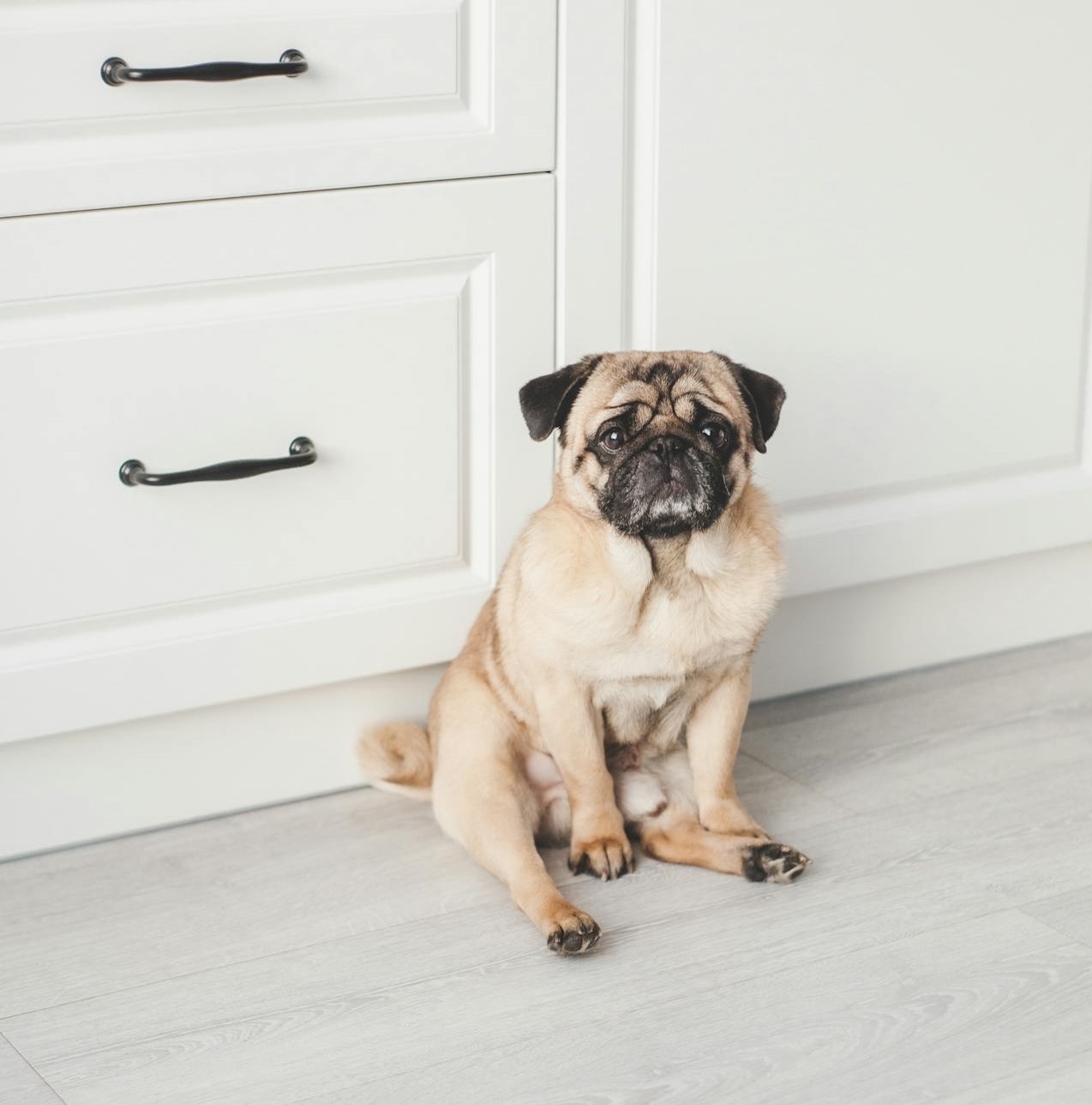 Pug