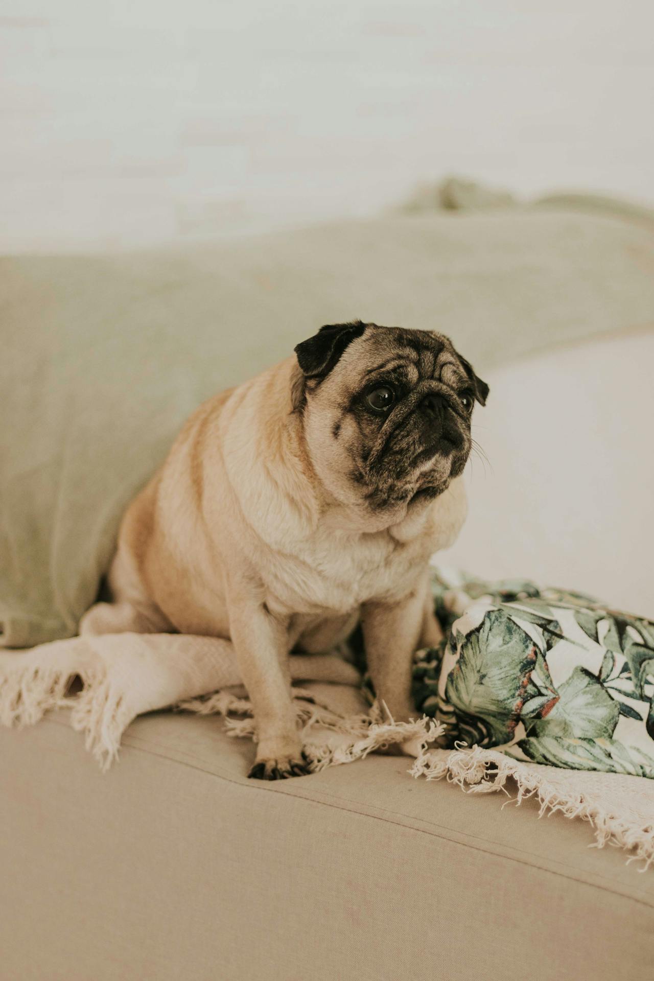 Pug - dog breed for seiors