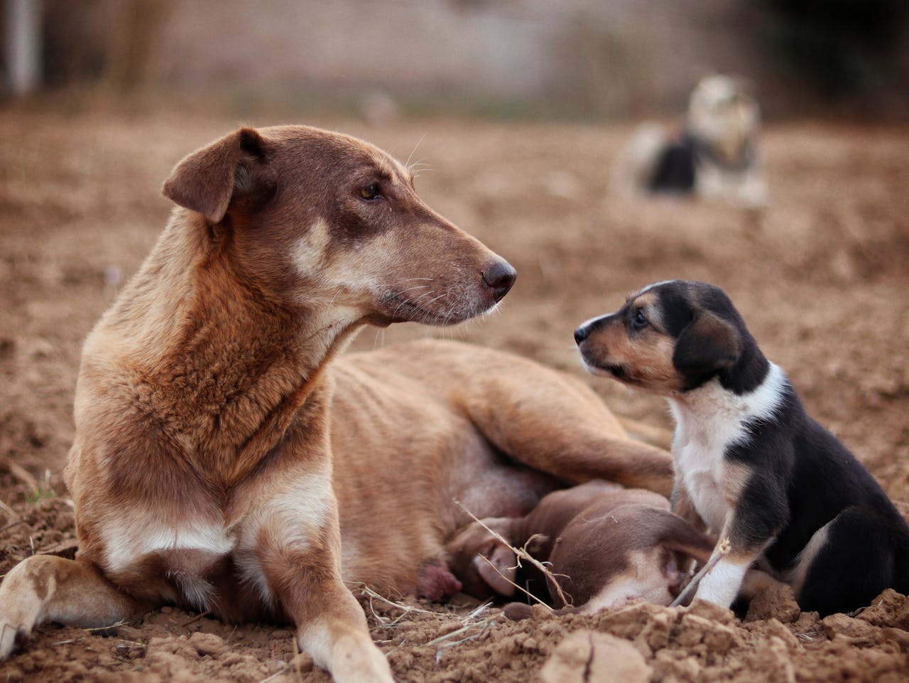 How Dogs Actually Age: The Science Explained