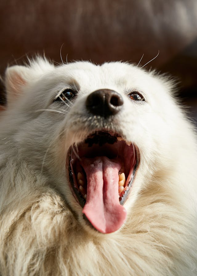 3. Dog Dental Care at Home: Practical Steps for Puppies