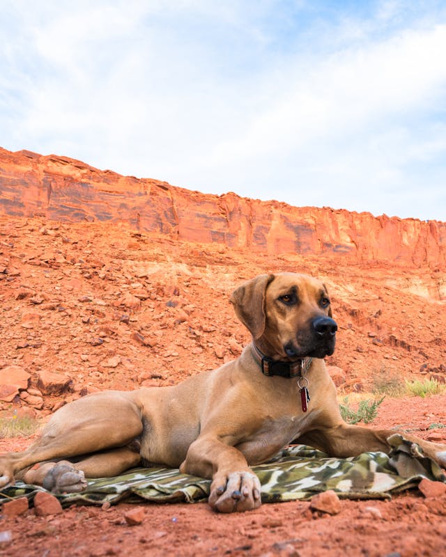 Rhodesian Ridgeback