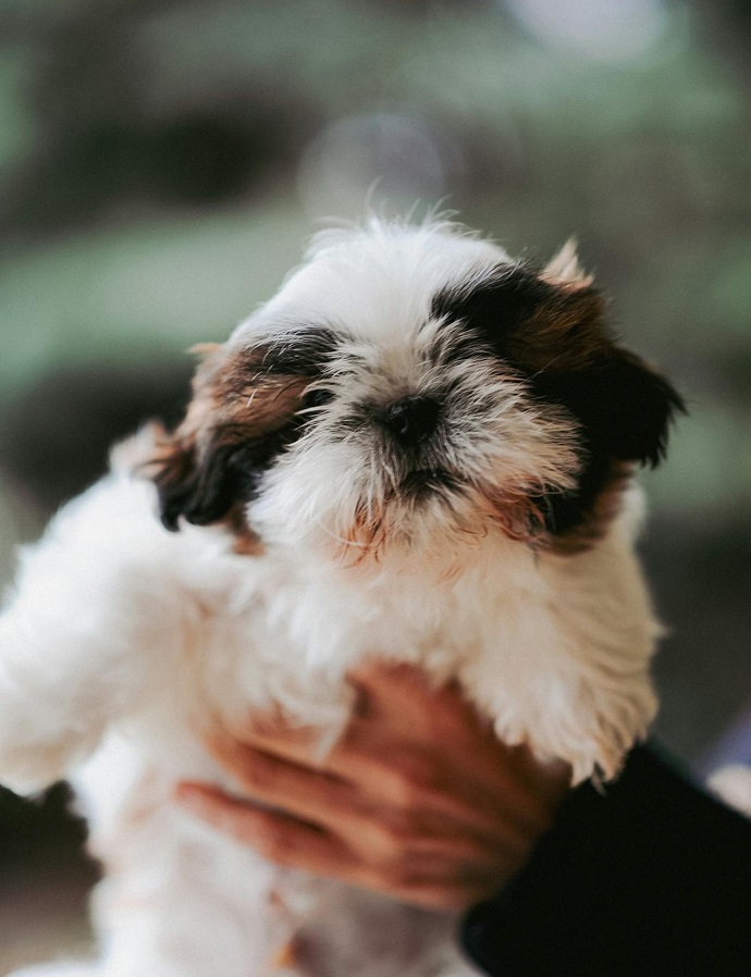 Shih Tzu - dog breed for seiors