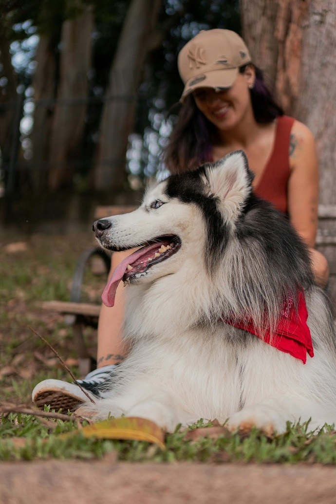 Siberian Husky