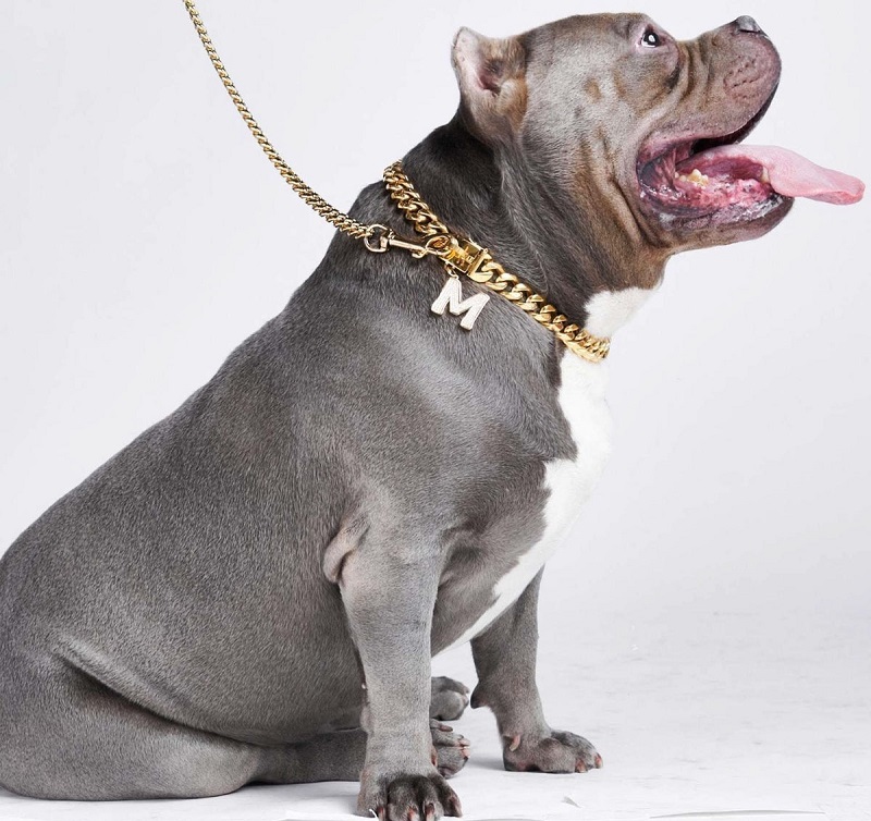 Spark Paws Cuban Link Chain Dog Collar