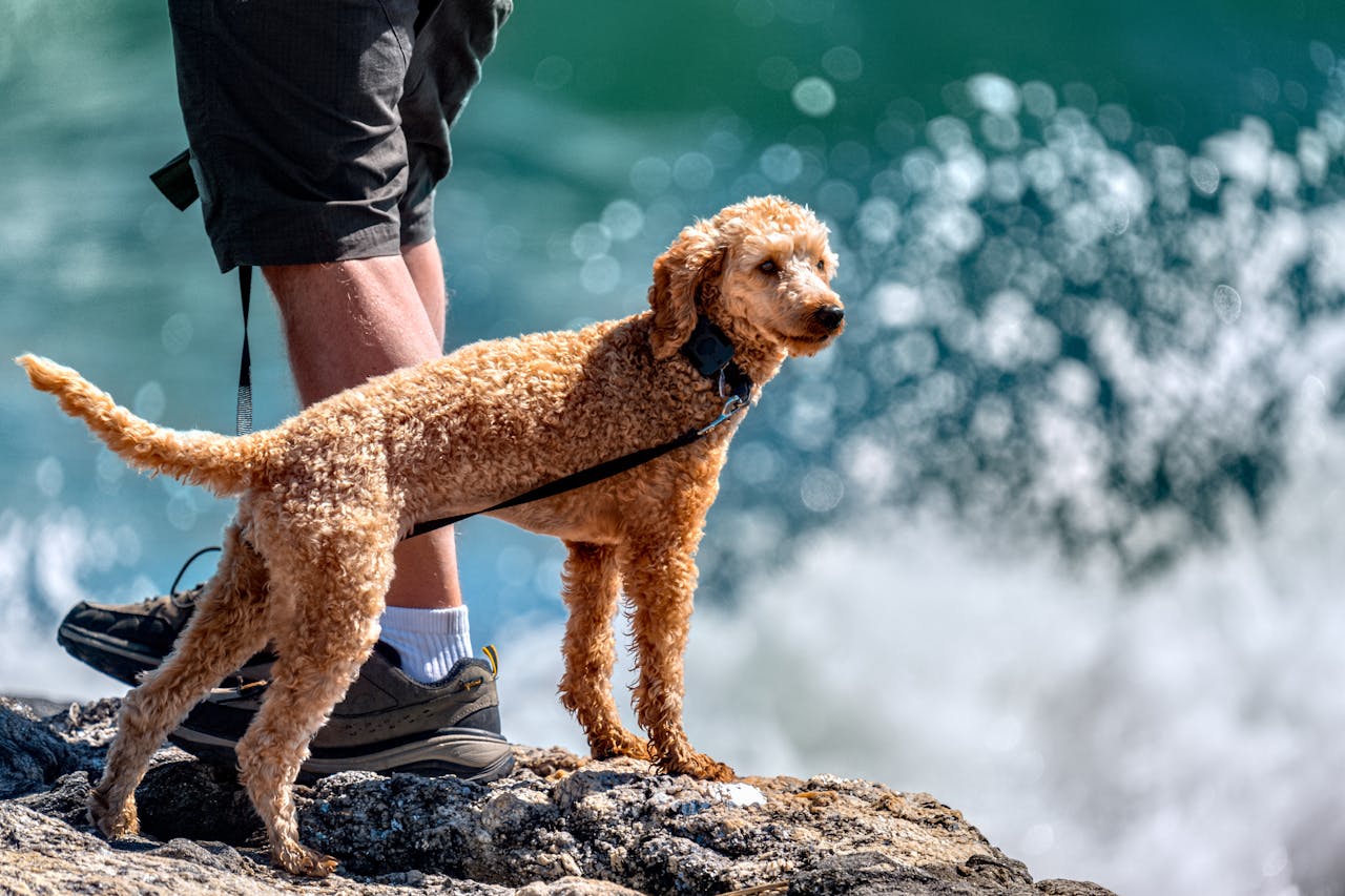 Standard Poodle