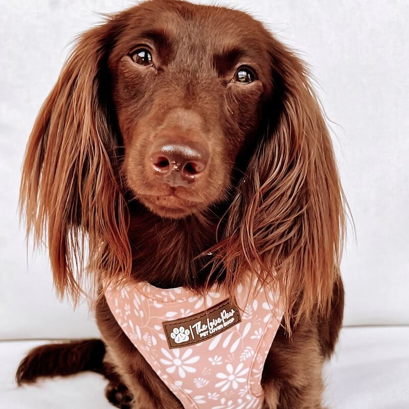 The Love Paw Blush Boho Dog Harness