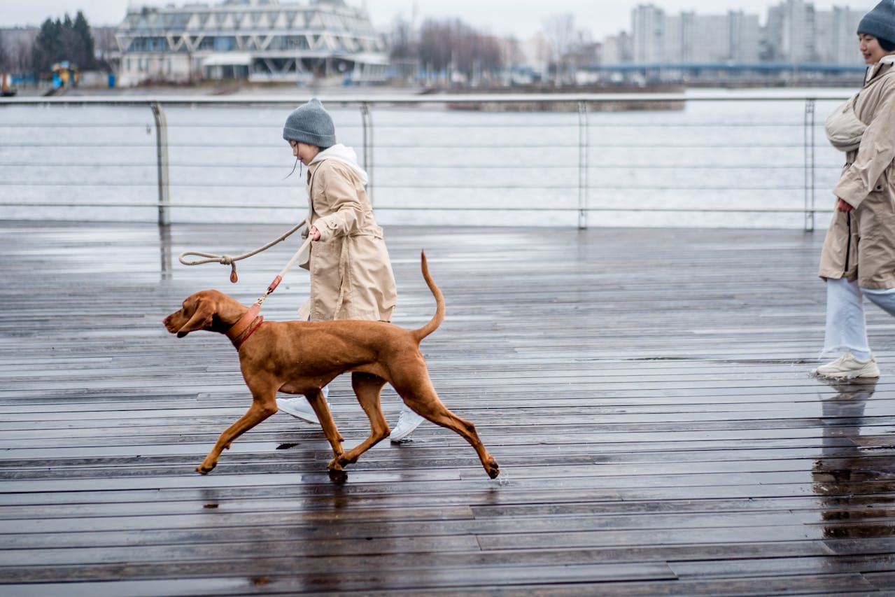 Vizsla
