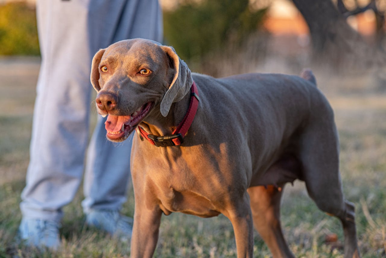Weimaraner