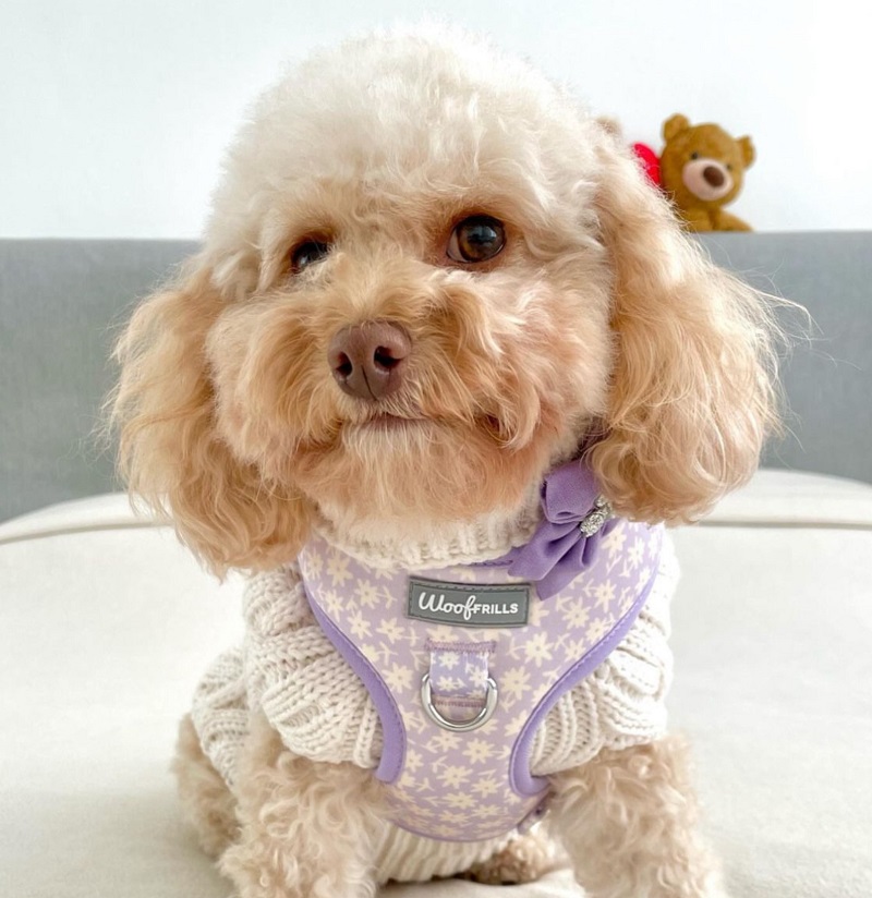 Woof Frills Daisy Dog Harness Set