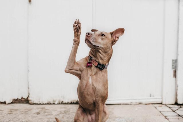 How to Create a Pet Emergency Plan Before You Need One